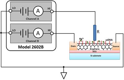 Graphene FET Array Biosensor Based on ssDNA Aptamer for Ultrasensitive Hg2+ Detection in Environmental Pollutants